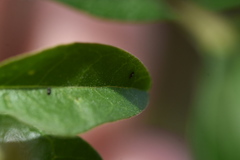 Dendrothrips ornatus