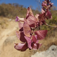 Ipomoea bracteata