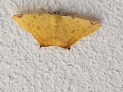 Nepheloleuca complicata