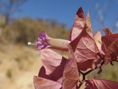 Ipomoea bracteata