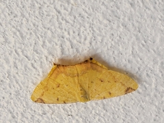 Nepheloleuca complicata