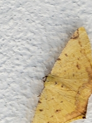 Nepheloleuca complicata