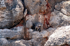 Petrogale lateralis