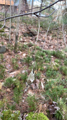 Callosamia promethea