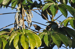 Cecropia pachystachya