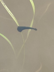 Glossiphoniidae