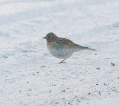 Alaudala heinei
