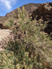 Ericameria paniculata