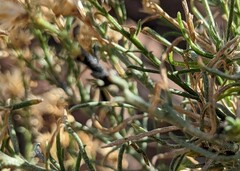 Ericameria paniculata