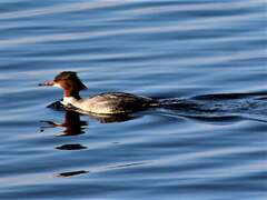 Mergus merganser merganser