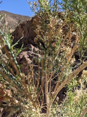 Ericameria paniculata