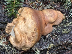 Ganoderma oregonense