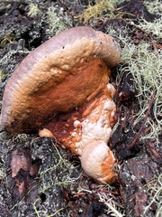 Ganoderma oregonense