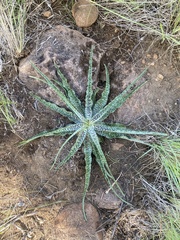 Ledebouria inquinata