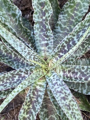 Ledebouria inquinata