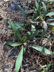 Symphyotrichum elliottii