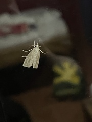 Calamotropha paludella