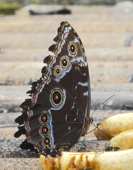 Morpho helenor