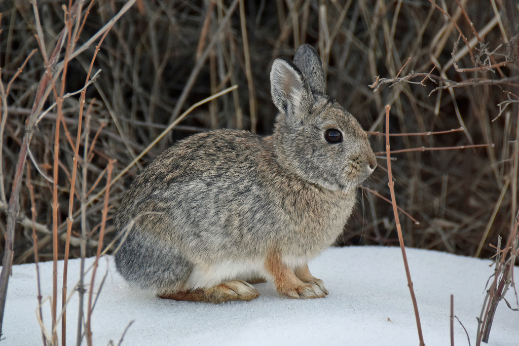 Mountain cottontail from writing on stone campground aden ab canada