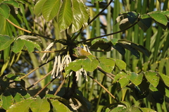 Cecropia pachystachya