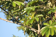 Cecropia pachystachya