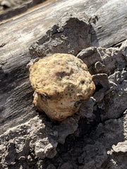 Pisolithus arenarius