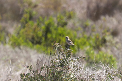 Crithagra albogularis