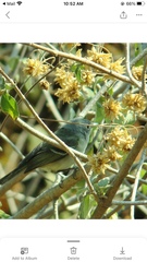 Vireo bellii
