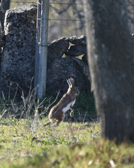 Lepus granatensis