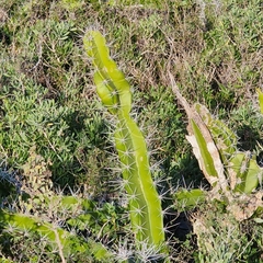 Acanthocereus tetragonus