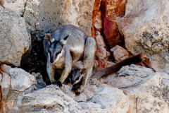 Petrogale lateralis