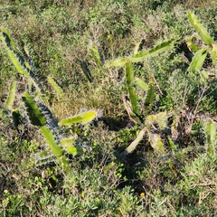 Acanthocereus tetragonus