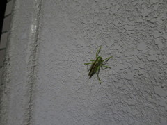 Eugryllacris japonica