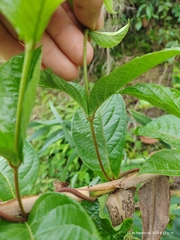 Mandevilla