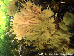 Halichondria bowerbanki