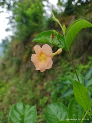 Mandevilla