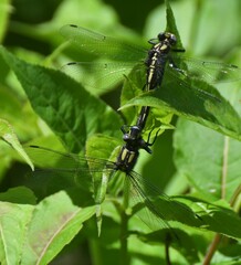 Hylogomphus adelphus