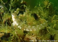 Microlipophrys dalmatinus