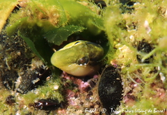 Microlipophrys dalmatinus