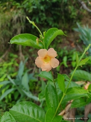 Mandevilla