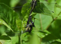Hylogomphus adelphus