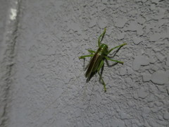 Eugryllacris japonica