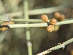 Ephedra aspera