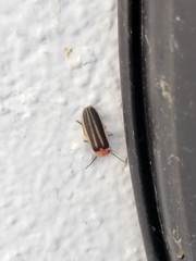 Disonycha leptolineata