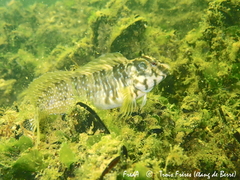 Salaria pavo