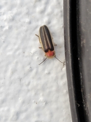 Disonycha leptolineata