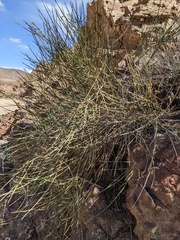 Ephedra aspera