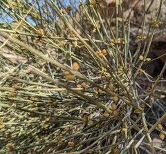 Ephedra aspera