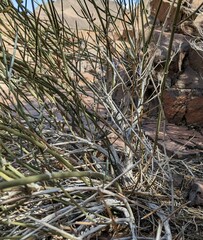 Ephedra aspera