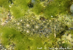 Solea aegyptiaca